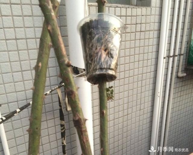 蔷薇杆子同时进行嫁接和高压的3个技术要点(图7)