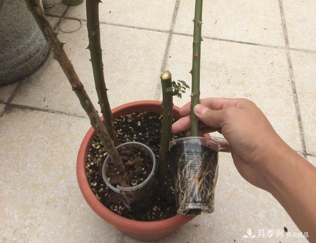 蔷薇杆子同时进行嫁接和高压的3个技术要点(图6)