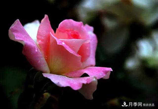 雨后南阳月季公园里的月季花娇艳欲滴(图2)