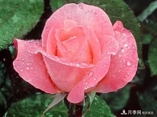 雨后南阳月季公园里的月季花娇艳欲滴(图6)