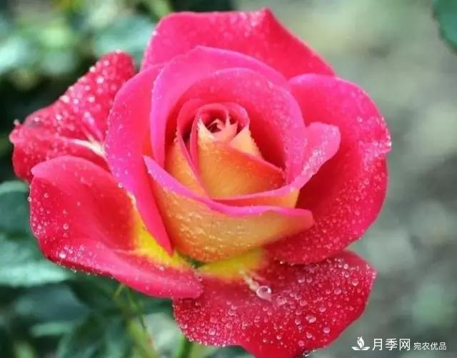 雨后南阳月季公园里的月季花娇艳欲滴(图3)