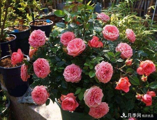 月季病害多开花少?这2件事养护要常做,叶茂花更旺(图1) 月季病害多开花少?这2件事养护要常做,叶茂花更旺(图1)