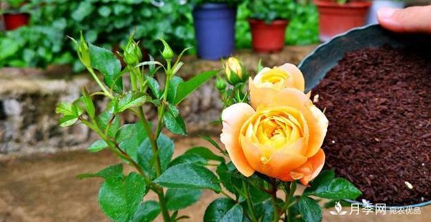 月季病害多开花少?这2件事养护要常做,叶茂花更旺(图3) 月季病害多开花少?这2件事养护要常做,叶茂花更旺(图3)