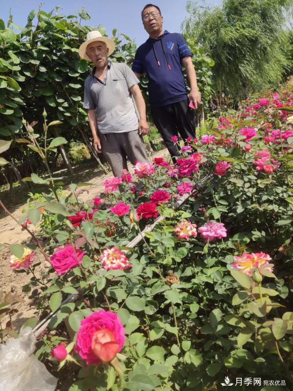 河南省尉氏县张市镇，月季花开出了贫困户的好日子(图1)