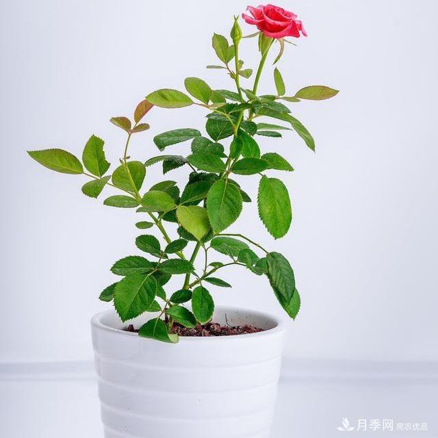 怎么分辨月季的盲枝?月季花盲枝原因以及处理方法(图2) 怎么分辨月季的盲枝?月季花盲枝原因以及处理方法(图2)