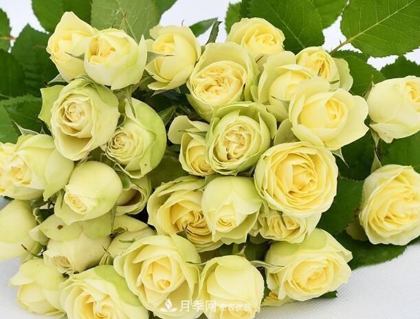 单花期最长的月季品种,最久能开一个多月(图1) 单花期最长的月季品种推荐几个,最久能开一个多月(图1)