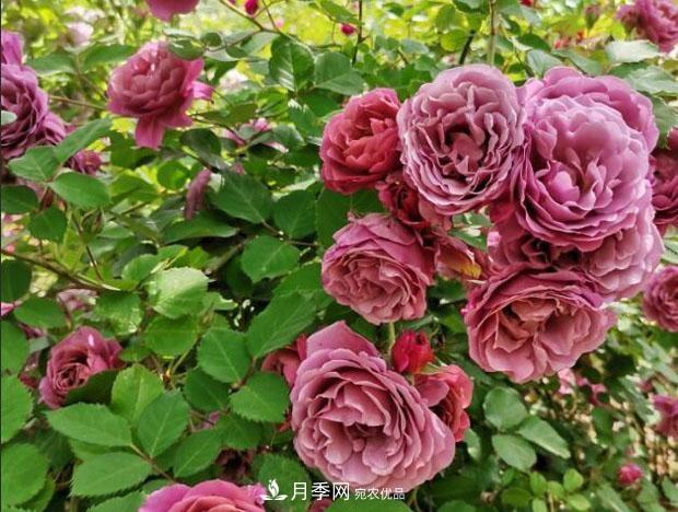 单花期最长的月季品种,最久能开一个多月(图2) 单花期最长的月季品种推荐几个,最久能开一个多月(图2)