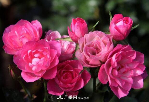 单花期最长的月季品种,最久能开一个多月(图3) 单花期最长的月季品种推荐几个,最久能开一个多月(图3)