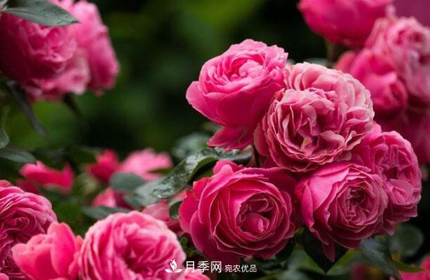 单花期最长的月季品种,最久能开一个多月(图4) 单花期最长的月季品种推荐几个,最久能开一个多月(图4)