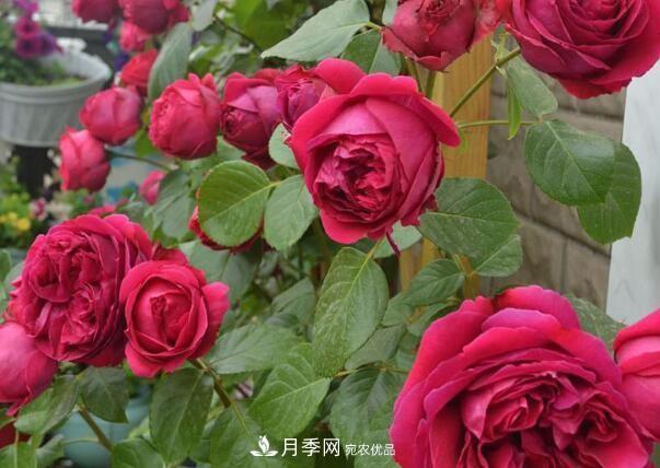 单花期最长的月季品种,最久能开一个多月(图5) 单花期最长的月季品种推荐几个,最久能开一个多月(图5)