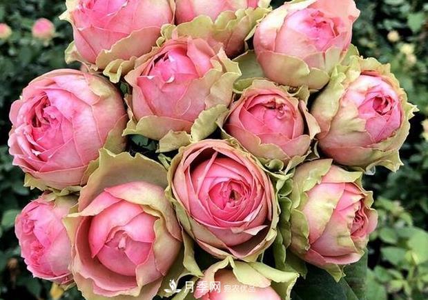 单花期最长的月季品种,最久能开一个多月(图6) 单花期最长的月季品种推荐几个,最久能开一个多月(图6)