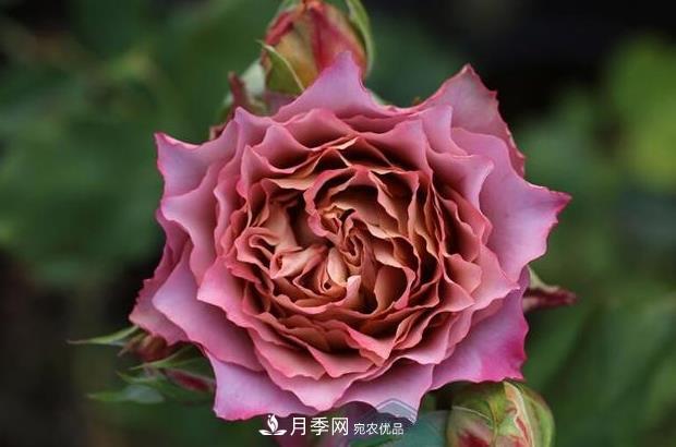 单花期最长的月季品种,最久能开一个多月(图7) 单花期最长的月季品种推荐几个,最久能开一个多月(图7)