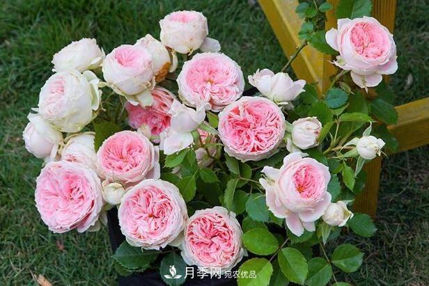 单花期最长的月季品种,最久能开一个多月(图8) 单花期最长的月季品种推荐几个,最久能开一个多月(图8)