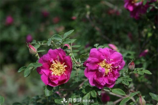 玫瑰、月季分不清？你买的玫瑰可能都是月季！(图4)