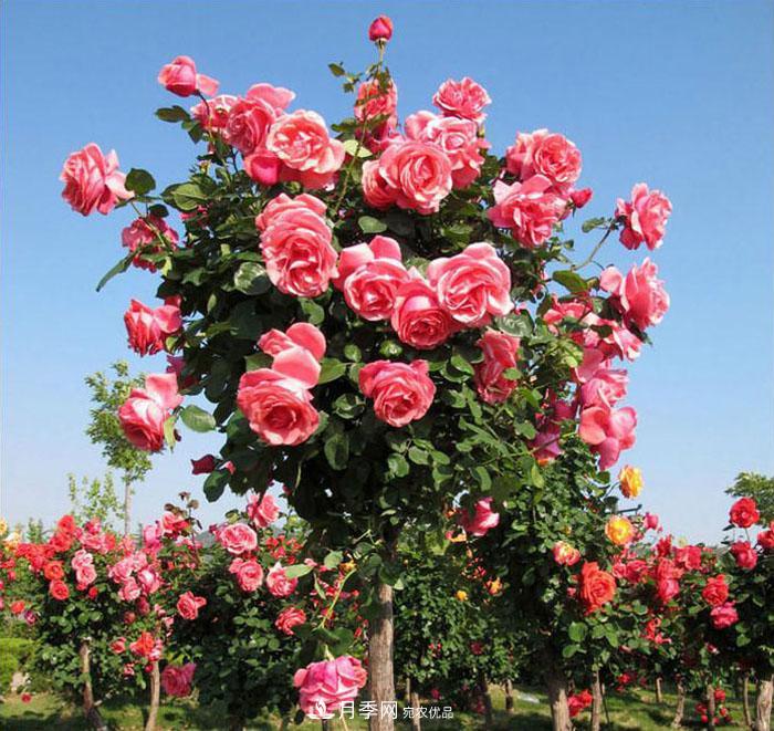 美丽的南阳月季！树状嫁接改变了月季的命运(图4)