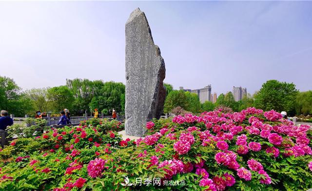 山东三大花都盛产牡丹、月季、玫瑰，看看是哪里？(图1)