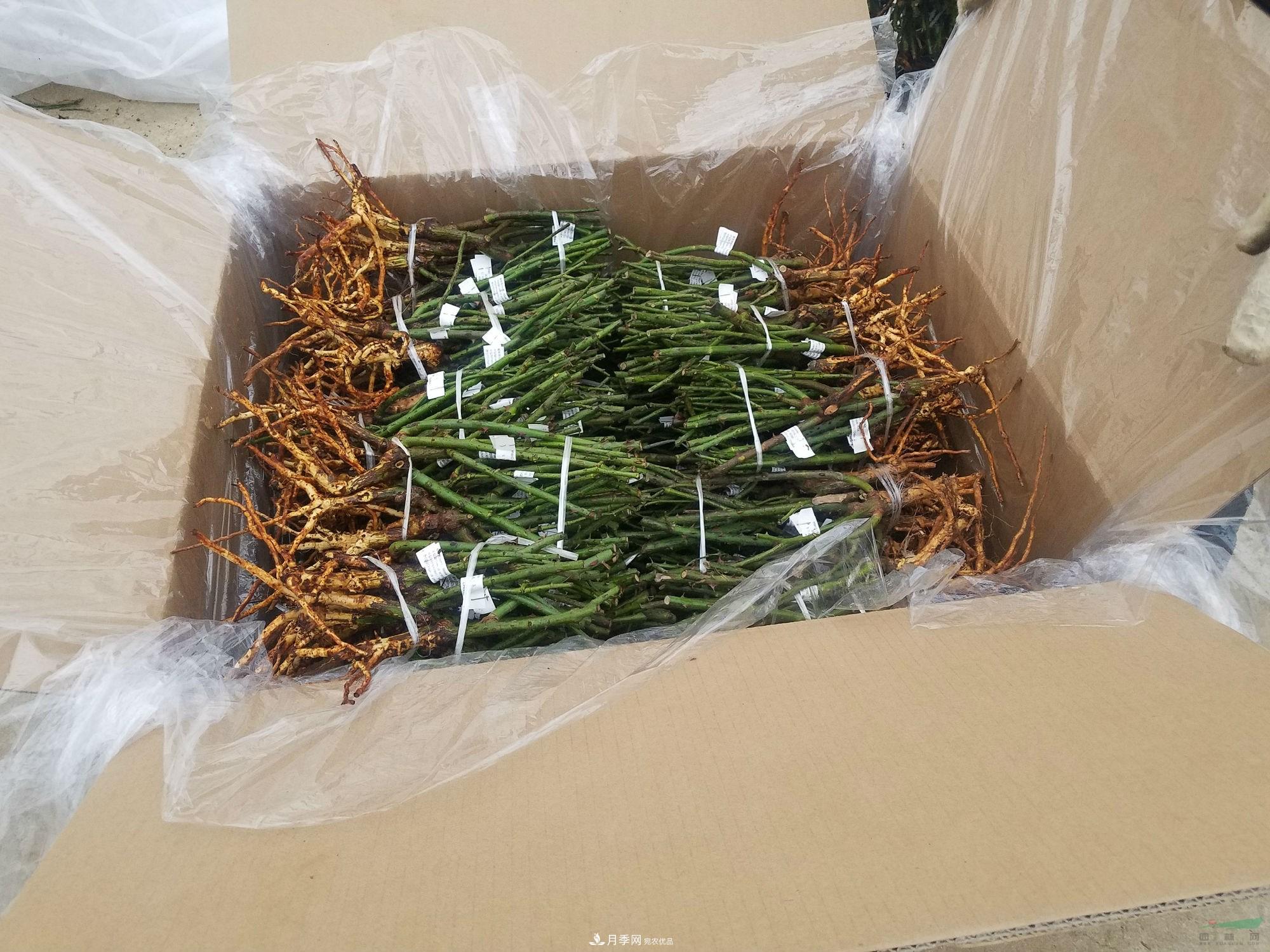 南阳月季裸根种苗出口发往韩国(图1)