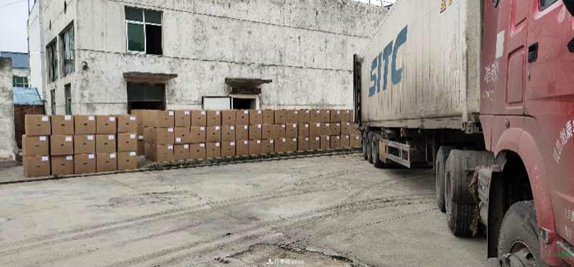 南阳月季裸根种苗出口发往韩国(图2)