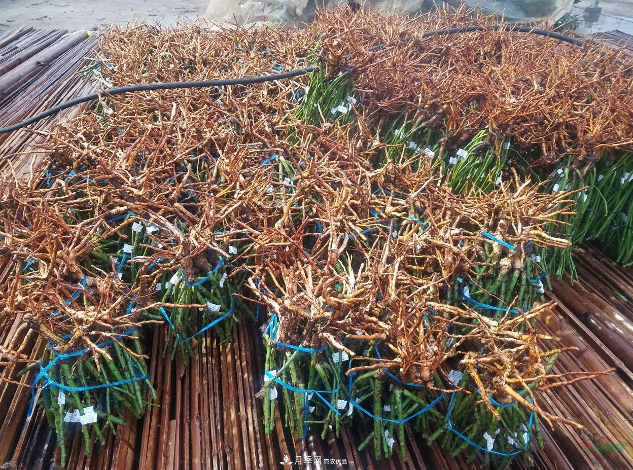 南阳月季裸根种苗出口发往韩国(图3)