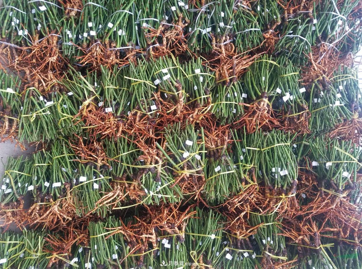 南阳月季裸根种苗出口发往韩国(图4)