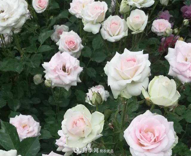 北京自主培育月季品种4名新成员，有个可爱冰淇淋(图1)