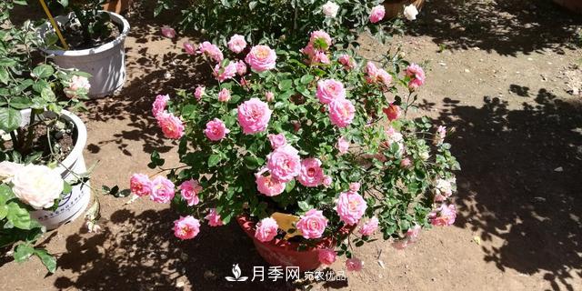 北京自主培育月季品种4名新成员，有个可爱冰淇淋(图2)