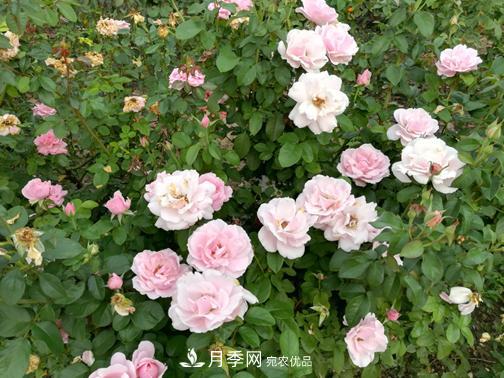 北京自主培育月季品种4名新成员，有个可爱冰淇淋(图3)