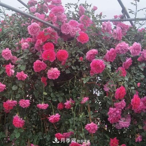 盘点30款又香又好看的月季，让花园香气迷人又美丽(图7)