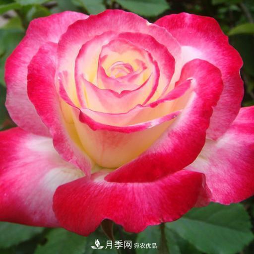 盘点30款又香又好看的月季，让花园香气迷人又美丽(图23)