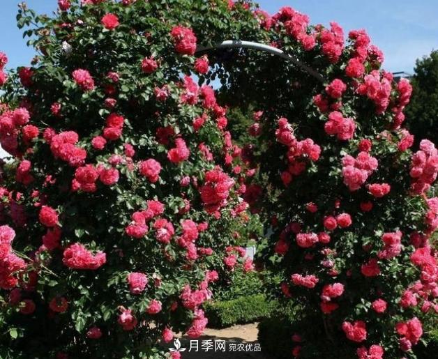 月季为什么老是死掉养不活?十大护身符赶紧拿走用(图6) 月季为什么老是死掉养不活?十大护身符赶紧拿走用(图6)