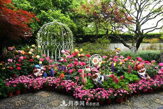 记录2020第八届杭州西湖月季花精品展掠影(图1)