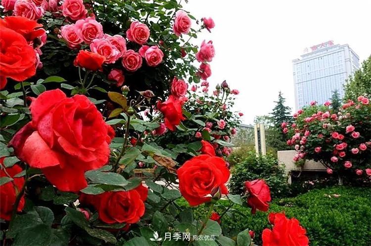 记录陕西韩城第二届月季文化产业发展大会(图4)