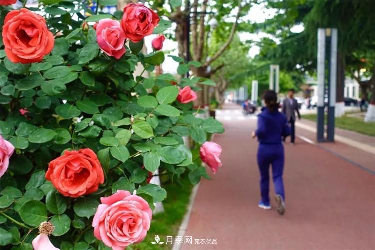 记录陕西韩城第二届月季文化产业发展大会(图5)