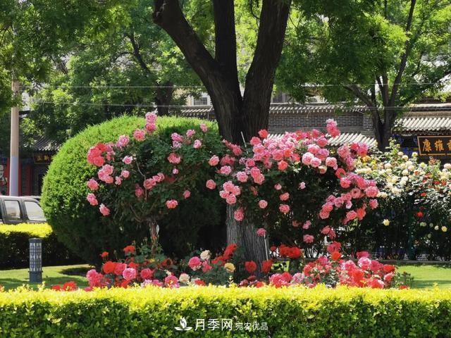 太原种植百万株月季花卉，打造玫瑰浪漫之都(图3)