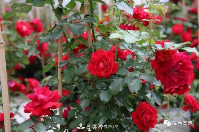 走进甘肃省定西市鲁家沟镇月季园(图2)