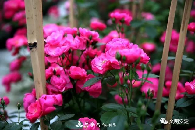 走进甘肃省定西市鲁家沟镇月季园(图3)