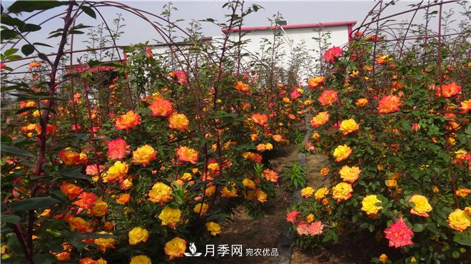南阳方城县发展月季花木产业助力乡村振兴致富(图3)