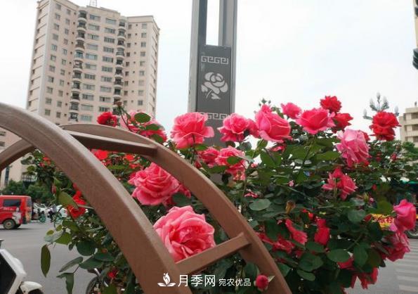 昆明新增月季大道、樱花大道，打卡地就在西山区(图1)