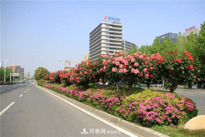 合肥高新区月季大道华丽亮相，你打卡了吗？(图2)