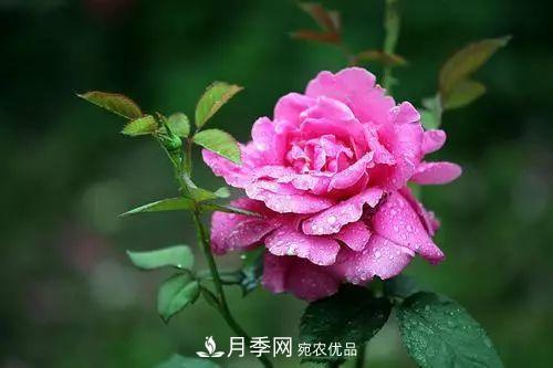 月季品种多，各种特性都不同，几种典型好养的月季(图1)