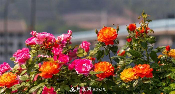 205万株月季全城盛放！贯穿杭州的空中花廊你走过吗？(图1)