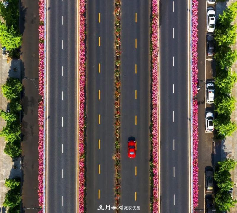 205万株月季全城盛放！贯穿杭州的空中花廊你走过吗？(图4)