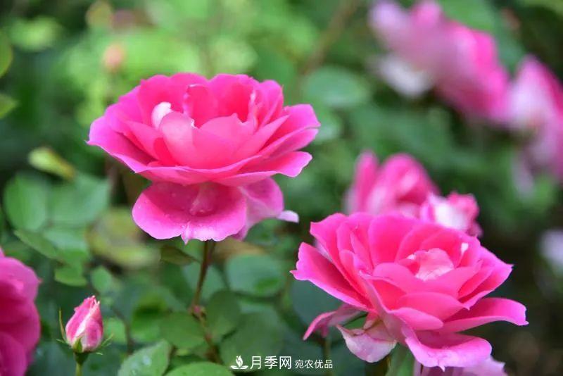 205万株月季全城盛放！贯穿杭州的空中花廊你走过吗？(图7)