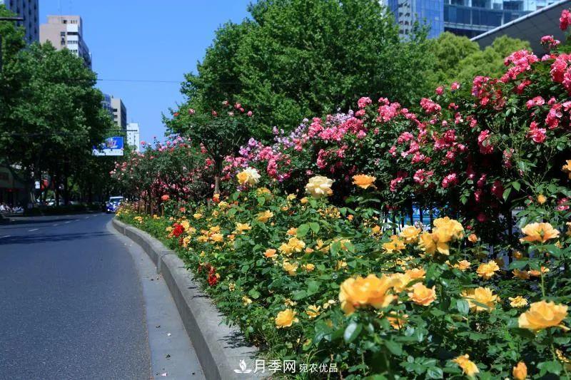 205万株月季全城盛放！贯穿杭州的空中花廊你走过吗？(图6)