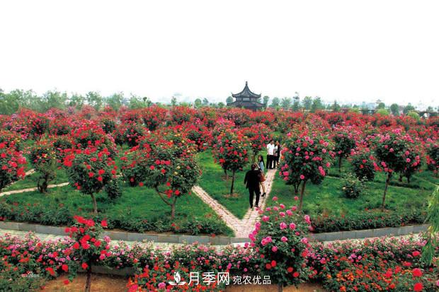 南阳树状月季在绿化中的用途(图2)