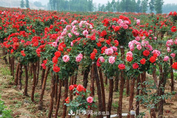 南阳树状月季在绿化中的用途(图4)