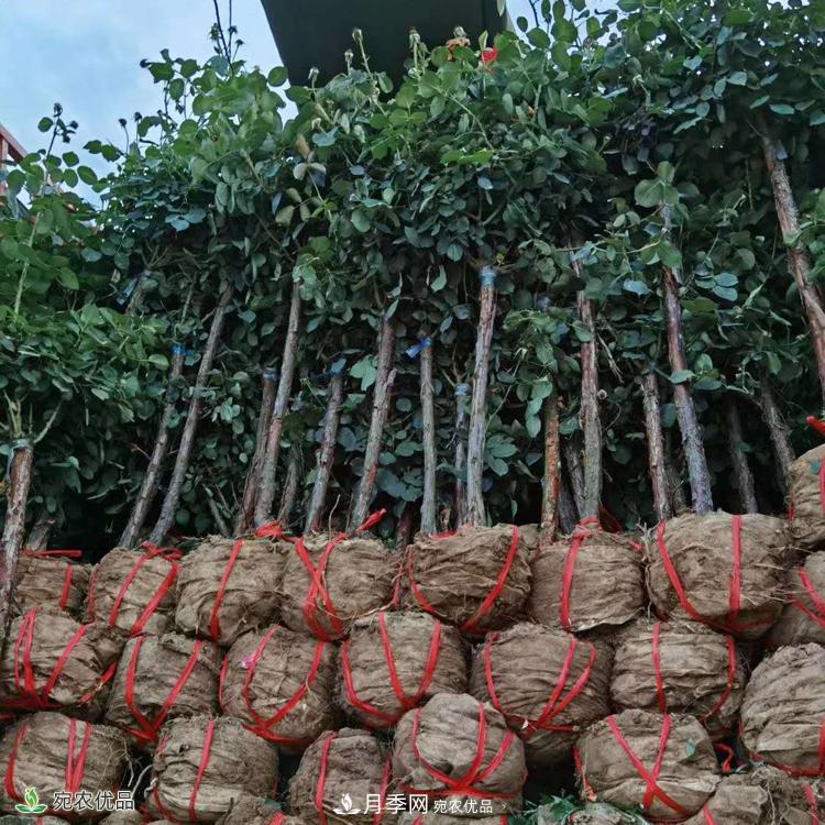 3公分月季树批发价格多少，树状月季基地新报价(图5)