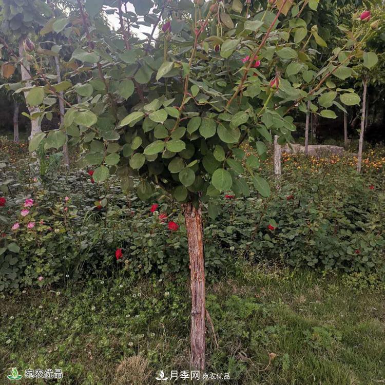 郑州月季树基地_郑州月季_树状月季批发和价格(图2) 郑州月季树基地_郑州月季_树状月季批发和价格(图2)