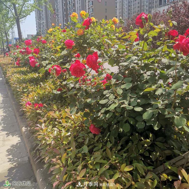 郑州月季树基地_郑州月季_树状月季批发和价格(图3) 郑州月季树基地_郑州月季_树状月季批发和价格(图3)