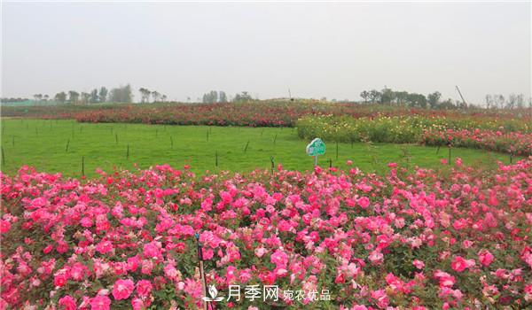 苗木工程人必看，六大品种类型月季在园林绿化中的运用！(图2)